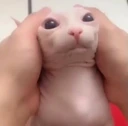 bingus1 emote