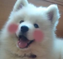Blushed_Flushed_Dog emote