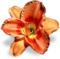 flower_orange_lily emote