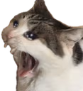 ChunkyCatScreaming emote