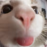 blehE emote