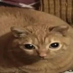 dereck emote