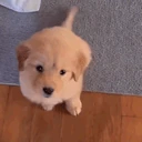 wruf emote