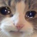 Fdpsadcat emote
