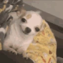 PUPPY emote