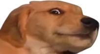 muuh emote