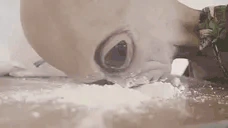 ALIEN emote