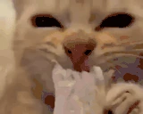 Bussin emote