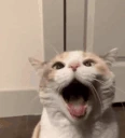 YOOOOOOOOO emote