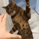 slapsyou animated emote