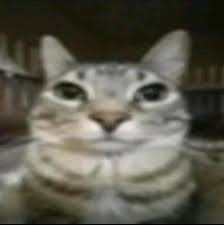gato1 static emote