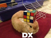 dx static emote
