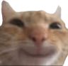 catsmile emote