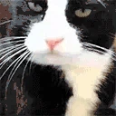 catLick emoji