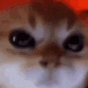 angry_cat emote