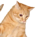 catjump2 emote