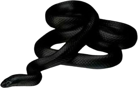 goth_snake emoji