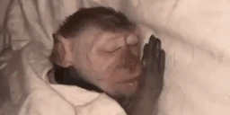 MonkeySleep emoji