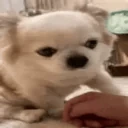 dogAsk emote