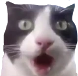 astonished_cat emote