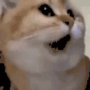 wat emote
