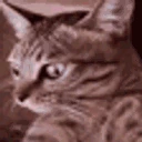 catSpinningAware emote
