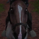 cavalo_assustado emote