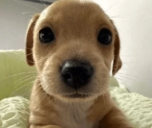 dog static emote