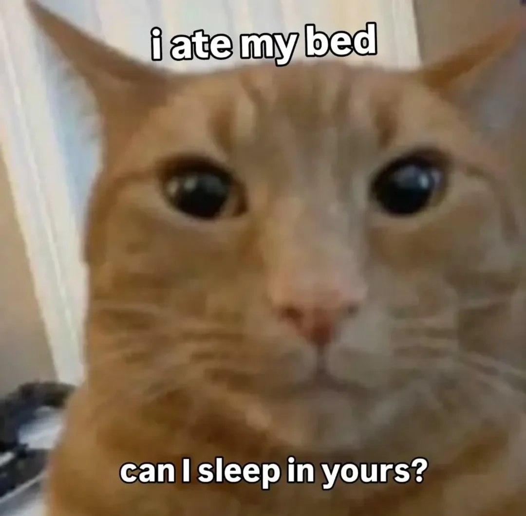 Catinbrd emote