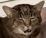 baked static emote