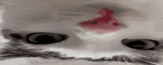 knolp animated emote