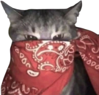 red_bandana_cat emote