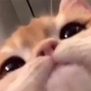 catLook emote