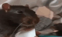 WAZAAAAA animated emote