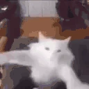 DANCE emote