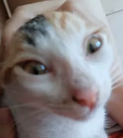 Mellowiscat emote