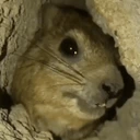 AWAWA emote