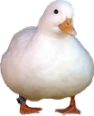 cute_duck emote