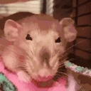 rata emoji