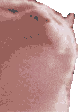 catjam emote