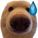 dawg_uhh emote