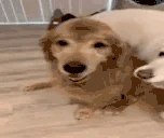 HugAHomie emoji