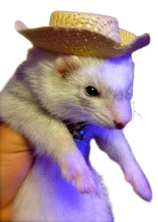 Ferret_cowboy emote