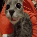 SNIFFA emote