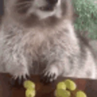 raccoon emote