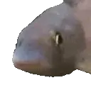 BopFish emote