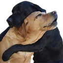 Dogs_Hugging emote