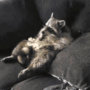raccLAZY animated emote