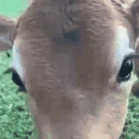 cowKISS emote