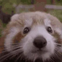 redpandaBOOPED emote